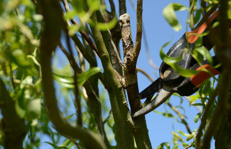Gros plan sur un sécateur de force coupant une branche morte sur un arbre